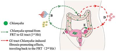 Diverse animal models for Chlamydia infections: unraveling pathogenesis through the genital and gastrointestinal tracts